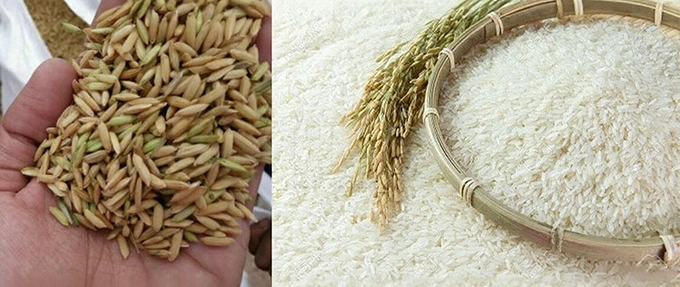 rice_paddy_for_rice_mill_plant